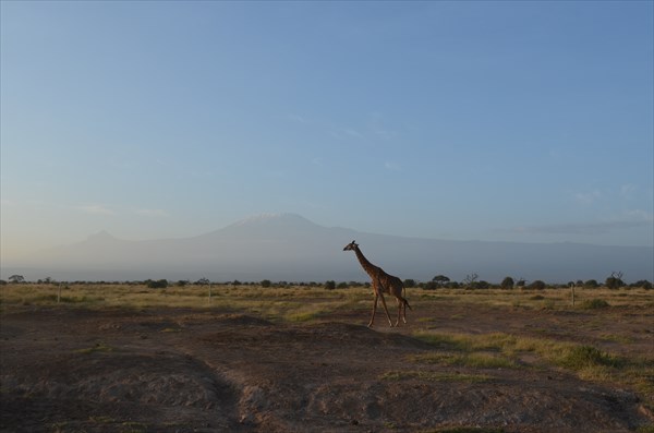 Kenia  (72)